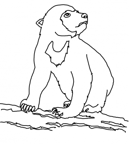Sun Bear Cub coloring page image