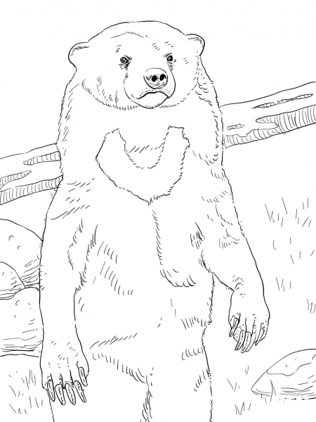 Sun Bear Portrait coloring page image