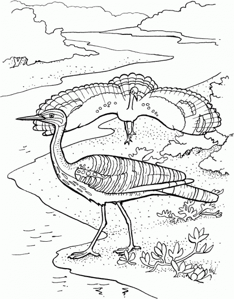Sunbittern coloring page image