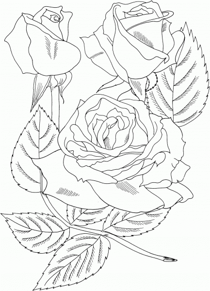 Sundowner Rosa Grandiflora coloring page image