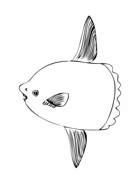 Sunfish coloring page image