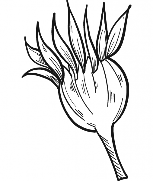 Sunflower Bud coloring page image