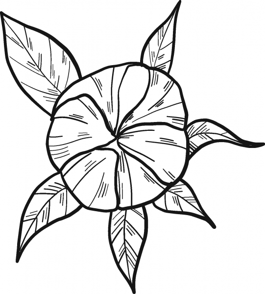 Sunflower Bud coloring page image