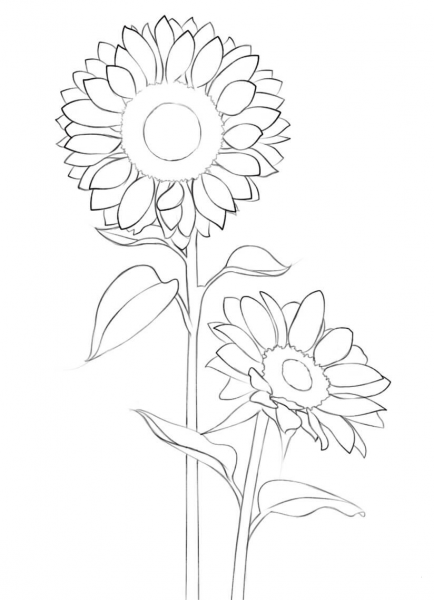 Sunflower coloring page image