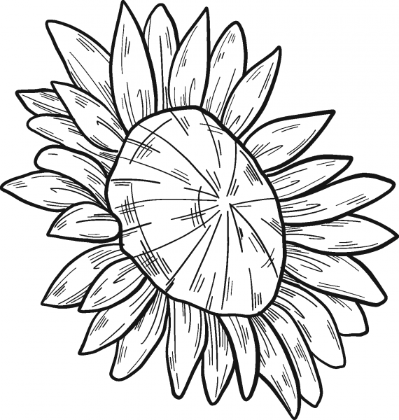 Sunflower coloring page image