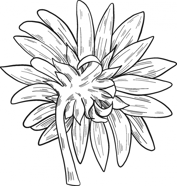 Sunflower coloring page image
