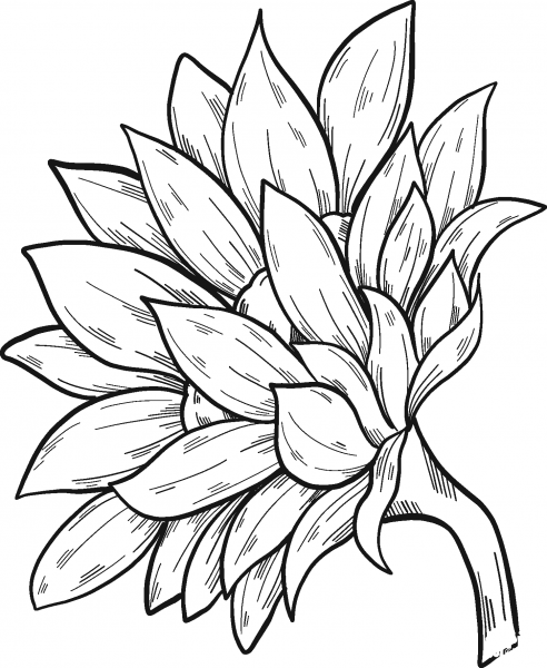 Sunflower coloring page image