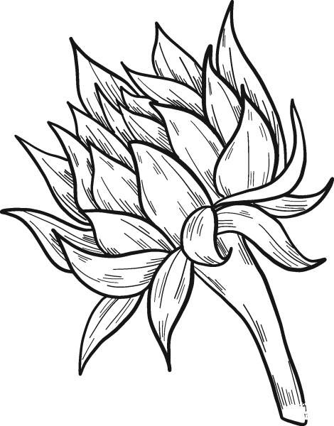Sunflower coloring page image