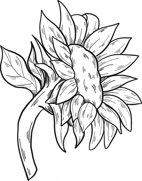 Sunflower coloring page image