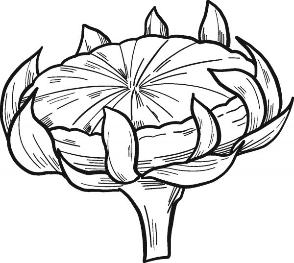 Sunflower coloring page image