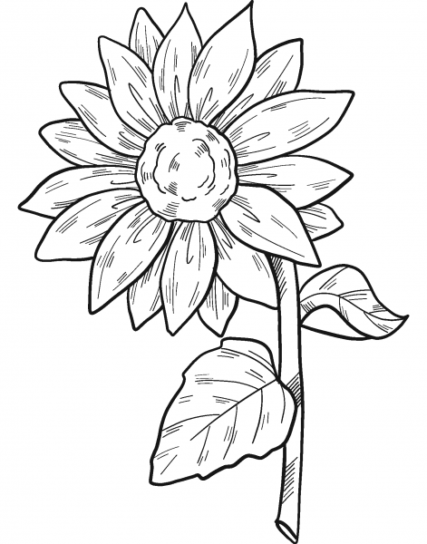 Sunflower coloring page image