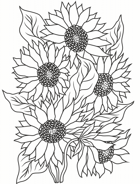 Sunflower coloring page image