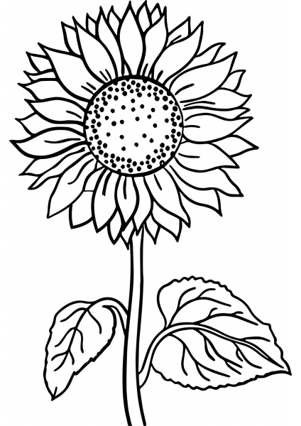 Sunflower coloring page image