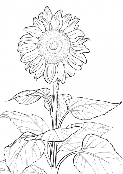 Sunflower coloring page image