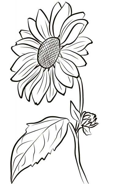 Sunflower coloring page image