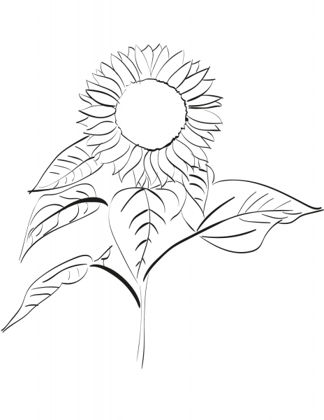 Sunflower coloring page image
