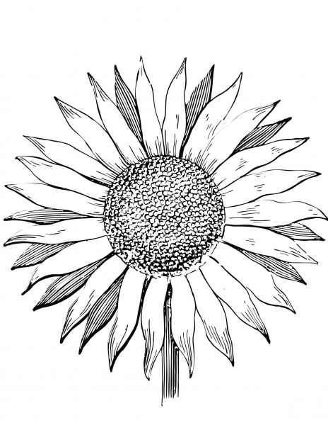 Sunflower coloring page image