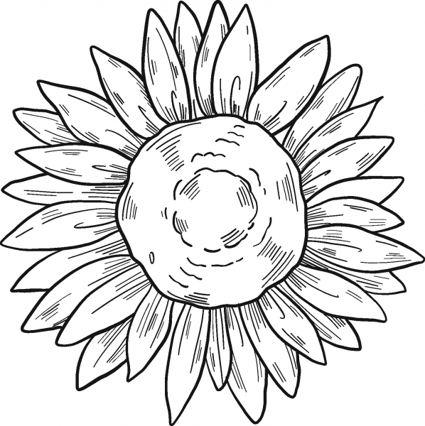 Sunflower coloring page image