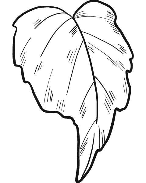 Sunflower Leaf coloring page image