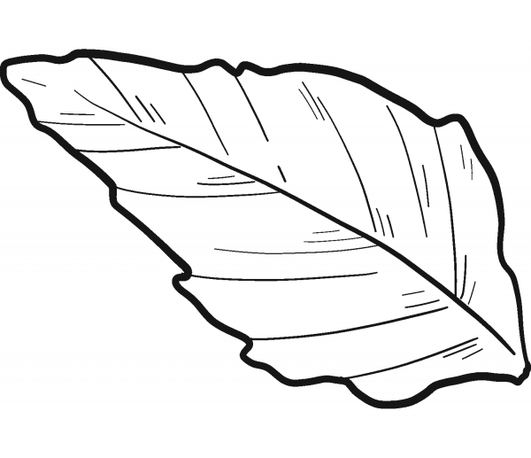 Sunflower Leaf coloring page image