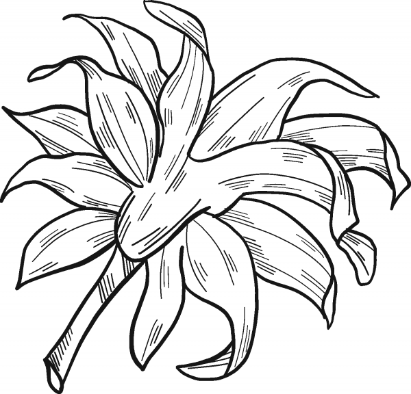 Sunflower Leaves coloring page image