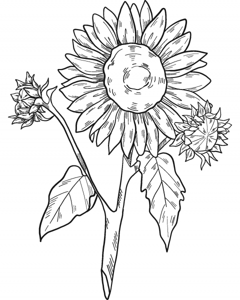 Sunflowers coloring page image