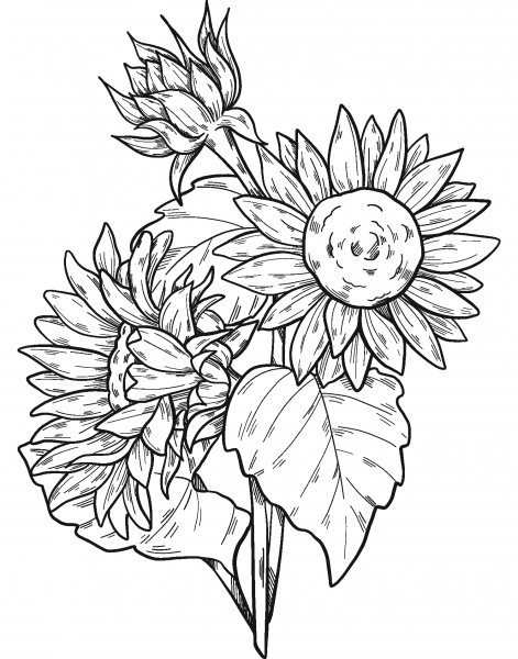 Sunflowers coloring page image