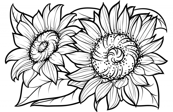 Sunflowers coloring page image