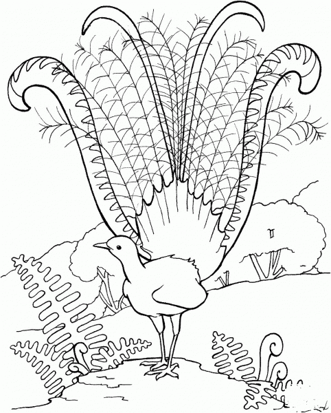 Superb Lyrebird coloring page image