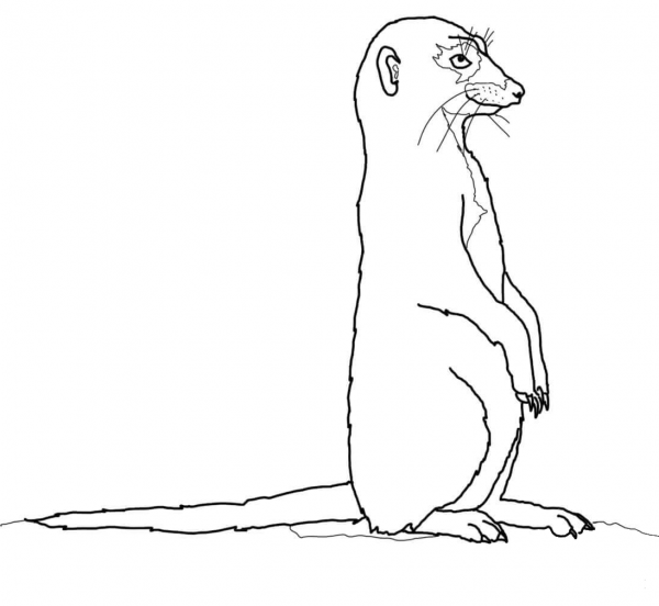 Suricate or Meerkat coloring page image