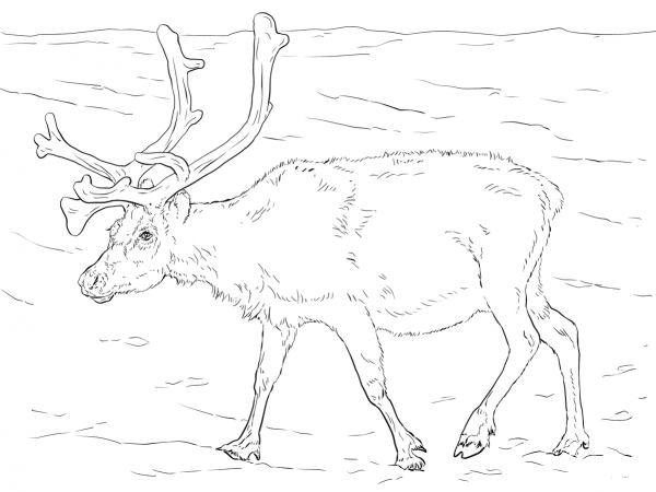 Svalbard Reindeer coloring page image
