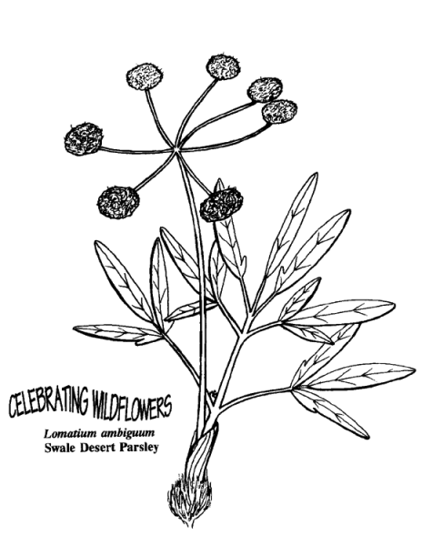 Swale Desert Parsley coloring page image