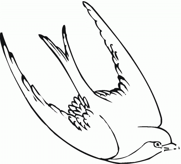 Swallow bird coloring page image
