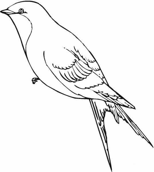 Swallow coloring page image