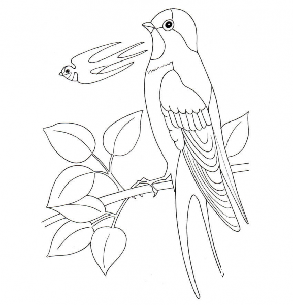 Swallow coloring page image
