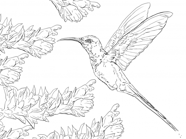 Swallow Tail Hummingbird coloring page image