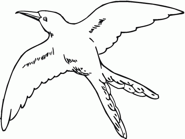 Swallow-tail Hummingbird Flying coloring page image
