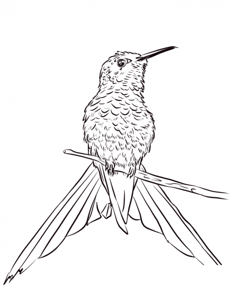 Swallow-tailed Hummingbird Perched on Branch coloring page image