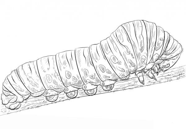 Swallowtail caterpillar coloring page image
