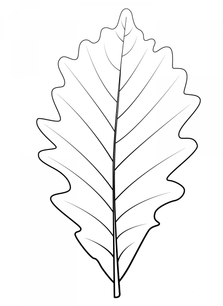 Swamp White Oak Leaf coloring page image