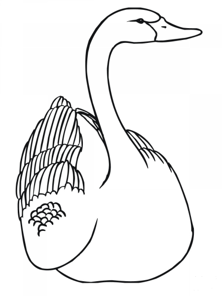 Swan coloring page image