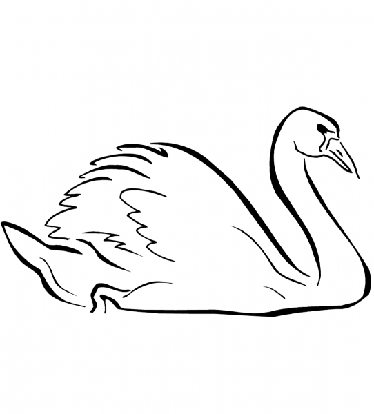 Swan coloring page image