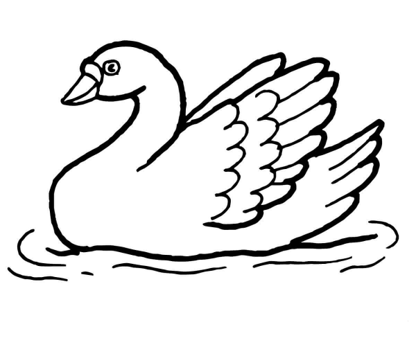 Swan in the Water coloring page image