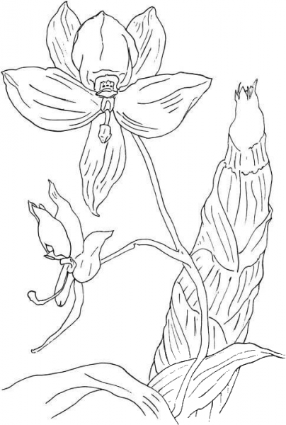 Swan Orchid coloring page image