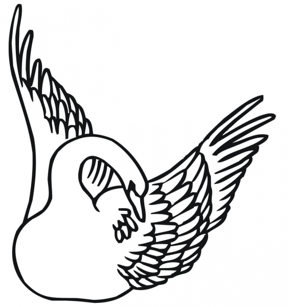 Swan Swimming with Wings Up coloring page image