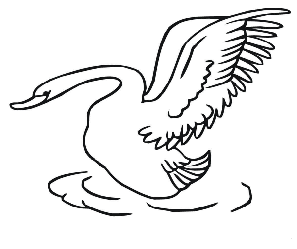 Swan Taking Off coloring page image