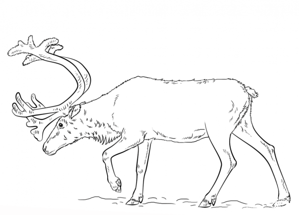 Swedish Reindeer coloring page image