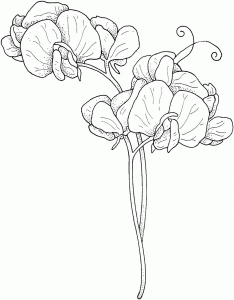 Sweet Pea coloring page image