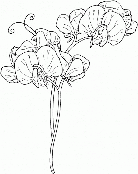 Sweet Pea Flowers coloring page image