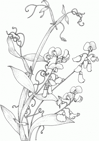 Sweet Pea Vine coloring page image